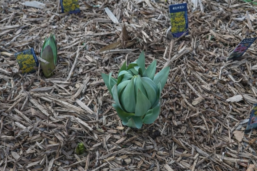 フリチラリア「ペルシカ」（球根）