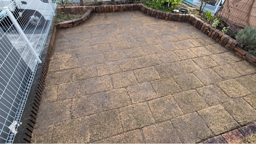 TM9に張り替えが完成した直後の芝生。緑が揃って美しい