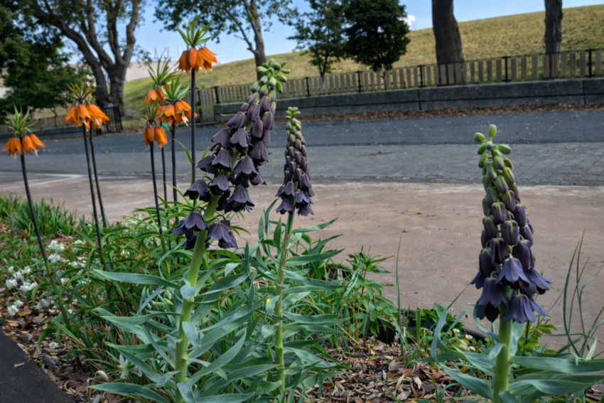 フリチラリア「ペルシカ」