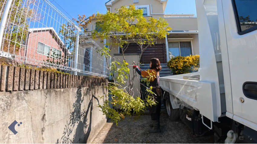 芝生に日陰を作っていたシマトネリコを伐採する作業