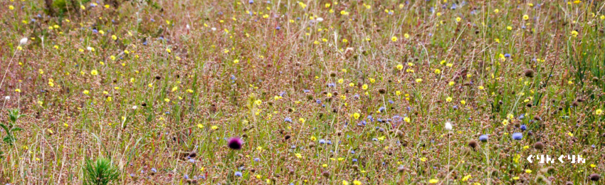 北欧の庭づくりに欠かせない宿根草と球根とグラスの植物たち