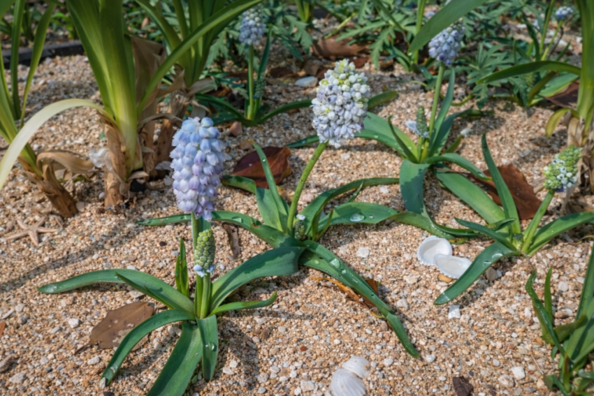 ムスカリ「ダブルマジック」