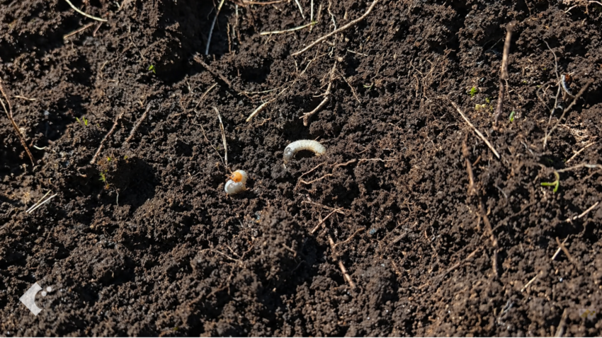 芝生の根を食べるコガネムシの幼虫。白いイモムシ状で土の中に潜んでいる