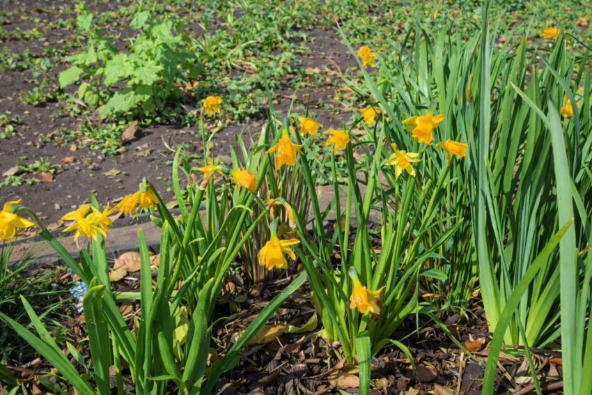 水仙「テタテート」