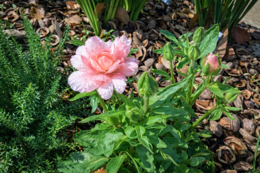 ラナンキュラスラックス「アリアドネ」
