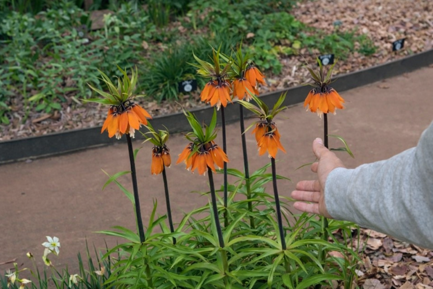 フリチラリア「オレンジビューティ」