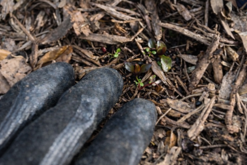 エキナセア「フェイタル・アトラクション」