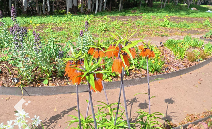 3月に咲く球根
北欧の庭にオススメ
オレンジ色の花が咲く球根