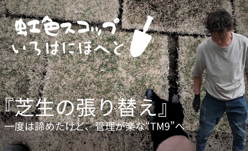 芝生張り替えの様子