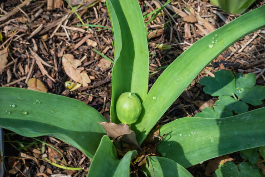 アリウム「シュベルティ」