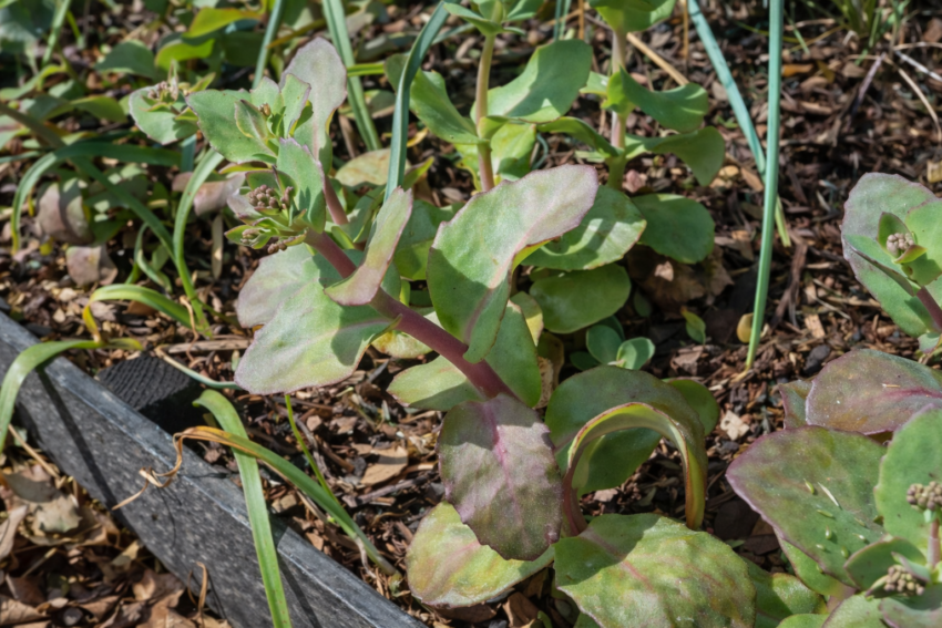 セダム「マトロナ」