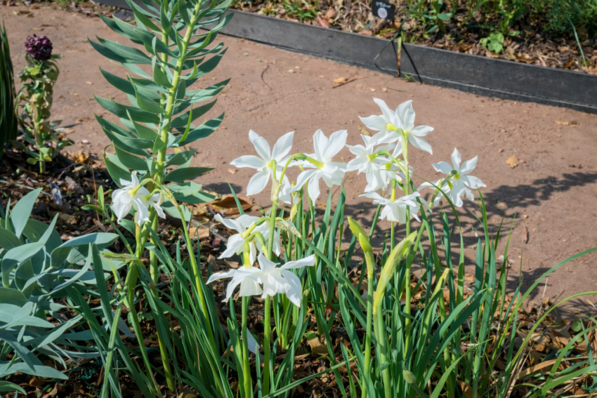 水仙「タリア」