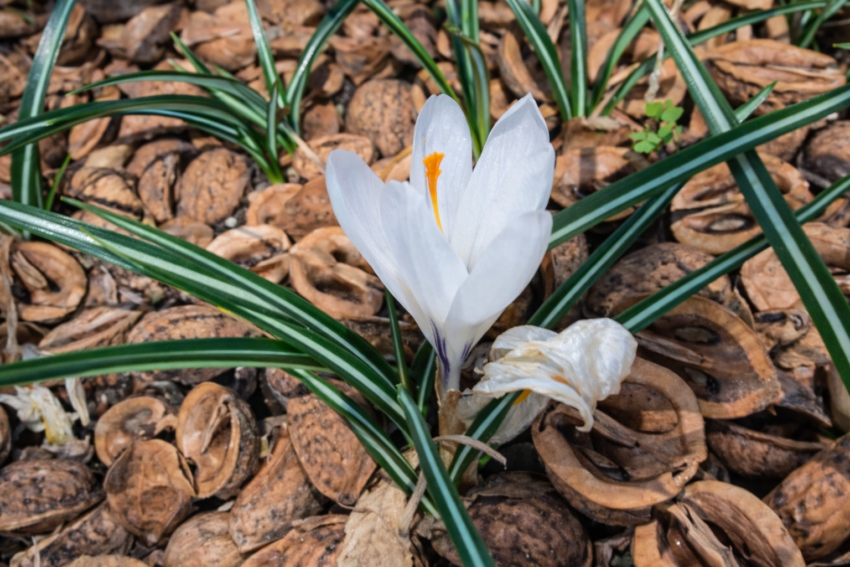 クロッカス「ジャンヌダルク」
