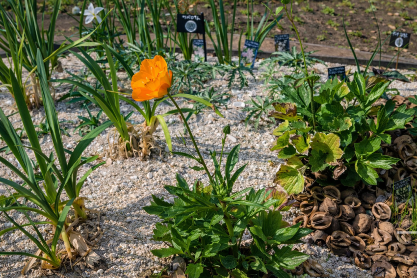 ラナンキュラスラックス「ミネルバ」