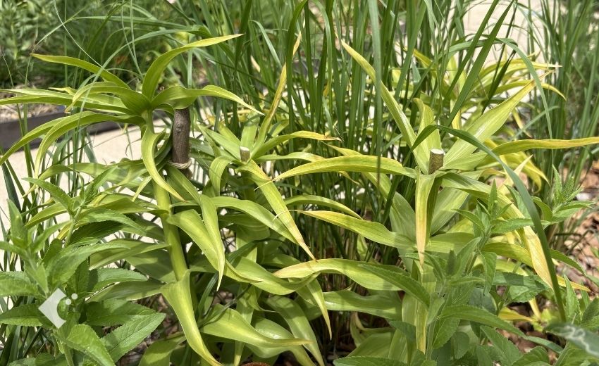 花茎が切られた後のフリチラリア・オレンジビューティの5月の状態