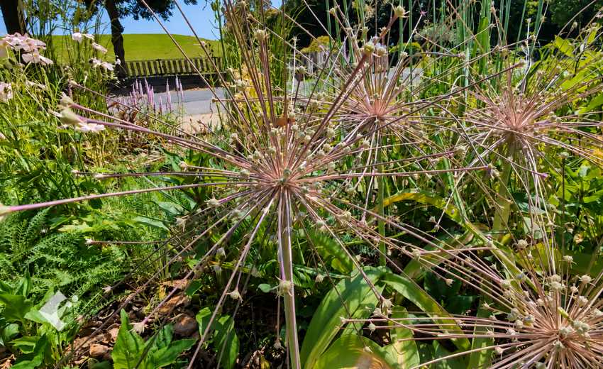 春の後半のメインだったアリウム'レッドモヒカン'の花茎をカットする様子