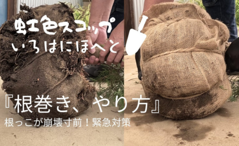 庭づくりや樹木移植『根巻き』やり方、ポイントをご紹介!