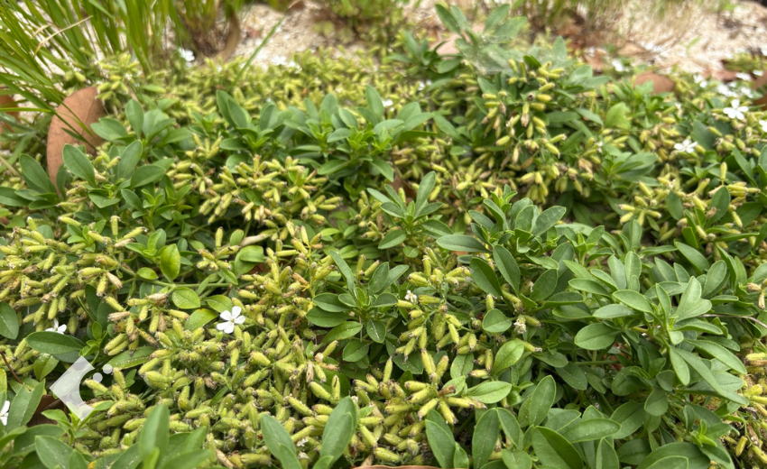 5月下旬に花が終わり種をつけたサポナリア'スノーチップ'の様子
