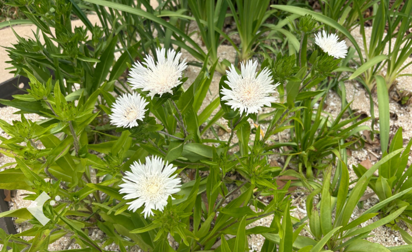 5月下旬に開花したストケシア'ホワイトスター'の様子
