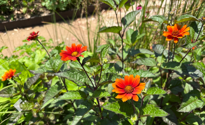 花茎が70cm前後まで伸びたヘリオプシス'ブリーディングハーツ'の開花の様子