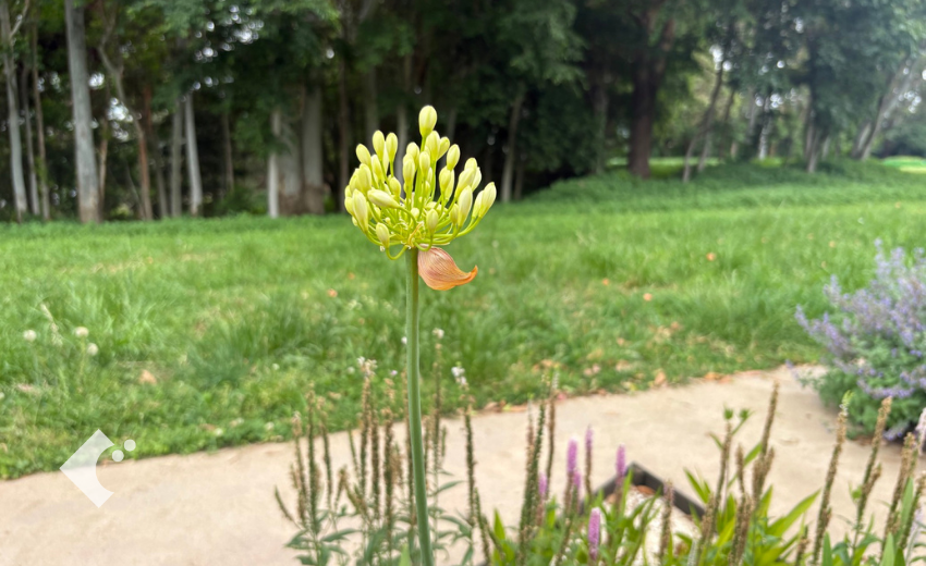 5月下旬に葉が充実してきたアガパンサス（白花）の様子