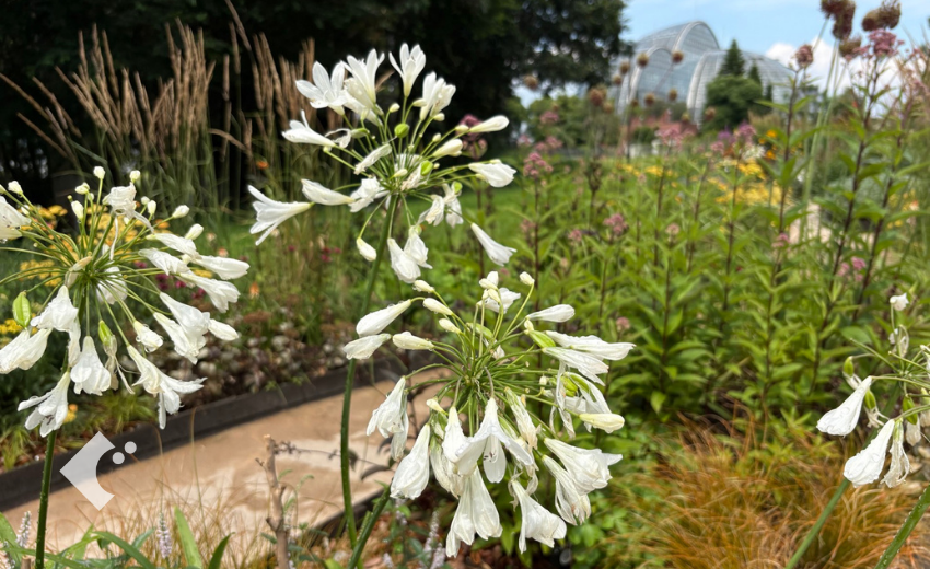 6月上旬に開花したアガパンサス（白花）の様子