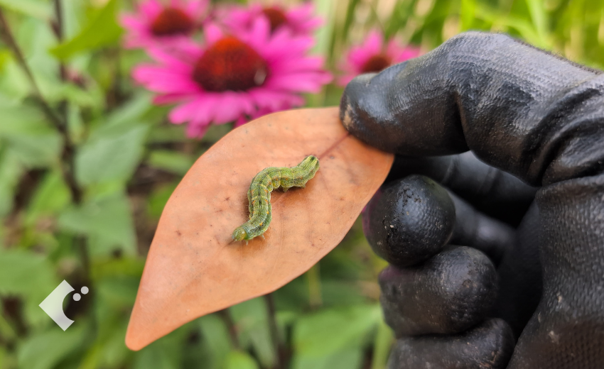 エキナセアの葉の上で発見されたヨトウムシ