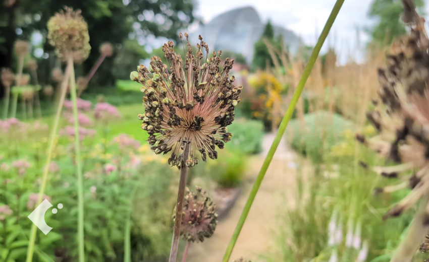 花が終わり種をつけたアリウム'レッドモヒカン'のシードヘッド