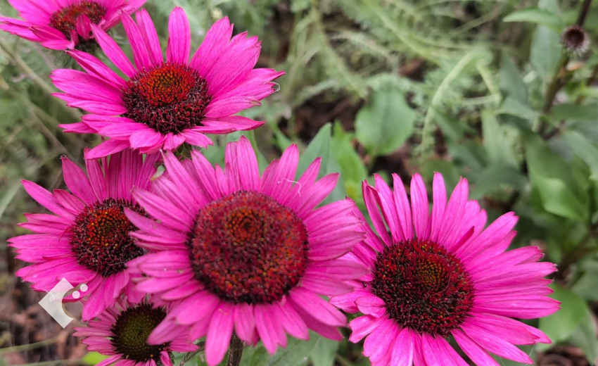 7月に見頃を迎えたエキナセア'フェイタルアトラクション'の鮮やかなピンクの花
