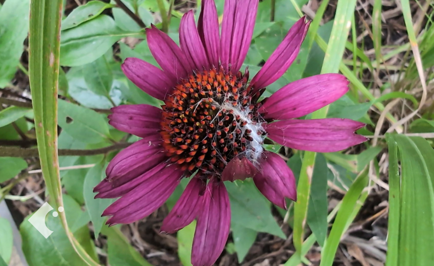 ヨトウムシに食害されたエキナセア'フェイタルアトラクション'の花