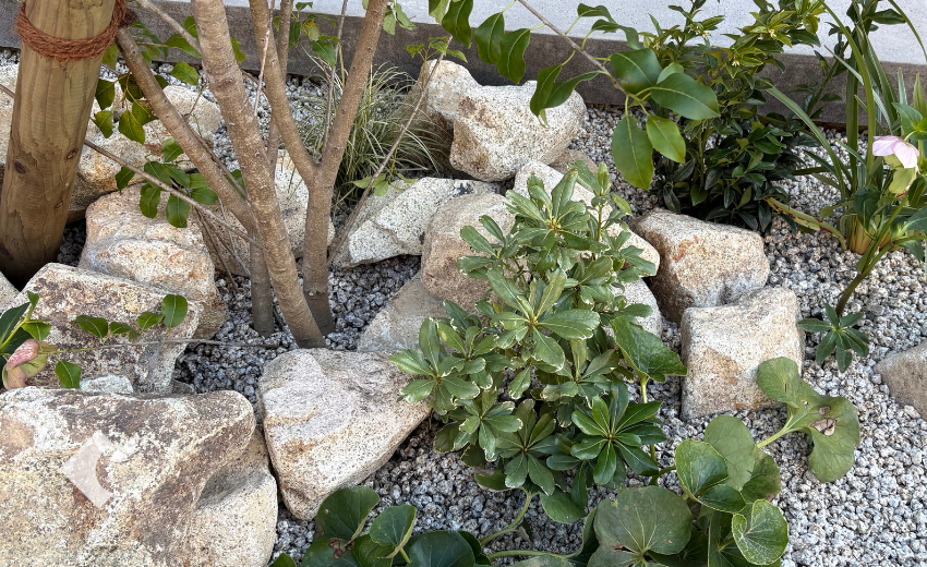 日陰に強い植物を石まわりに植え込んだ植栽のクローズアップ