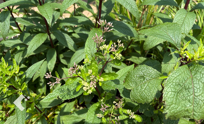 7月の切り戻し後、花芽がしっかり上がってきた様子①