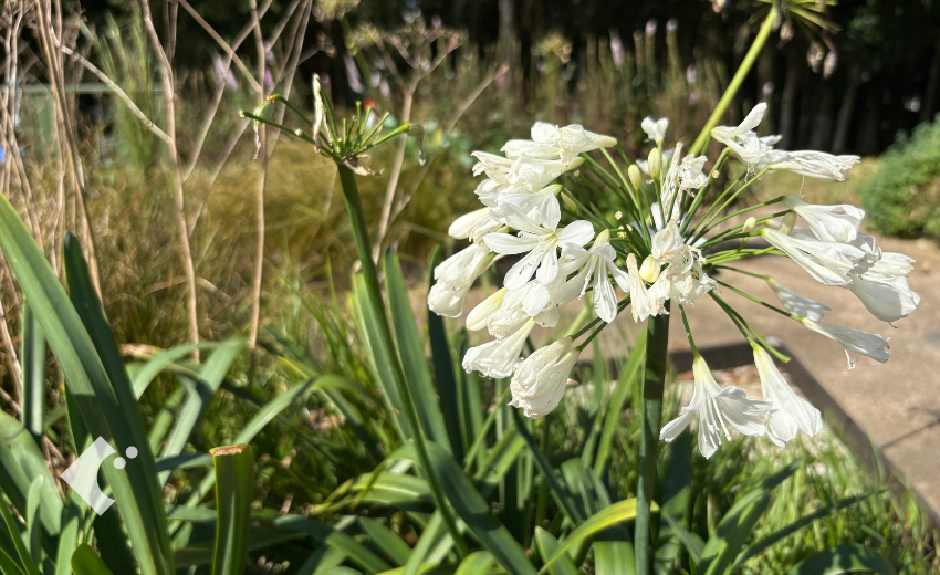 10月に白い花を咲かせたアガパンサス