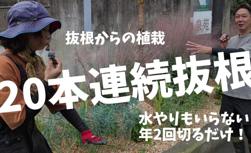 抜根から始めるローメンテ植栽｜ドウダンツツジ20本を乾燥に強い植物に植え替えた手順をプロが解説