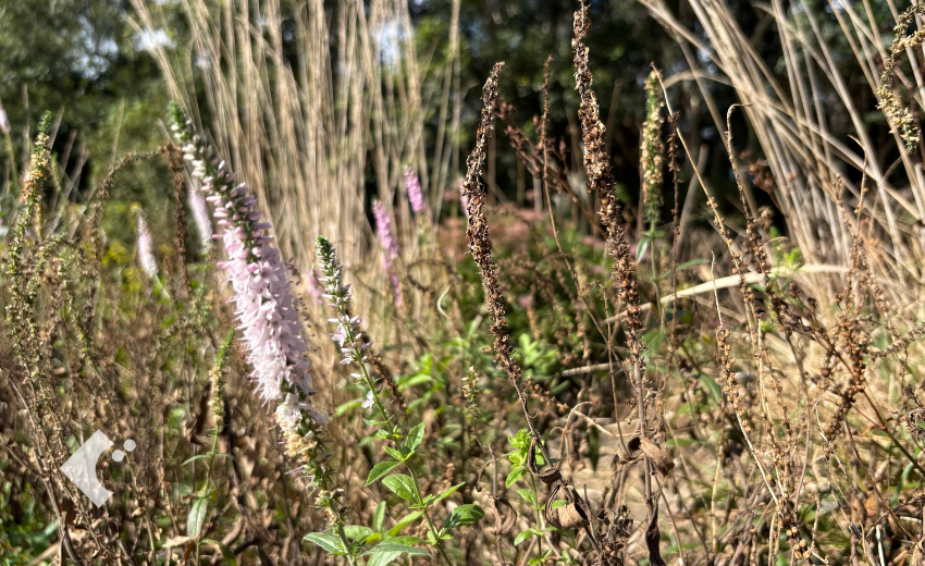 水切れで上部の花穂が茶色く枯れてしまったベロニカ
