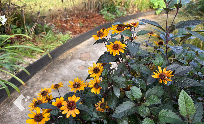 黒っぽい葉とオレンジ色の花をつけたヘリオプシス