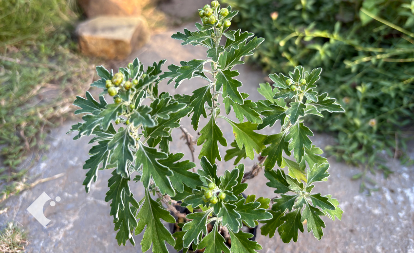 白く縁取られた切れ込みのある葉とつぼみをつけた小豆島イソギク