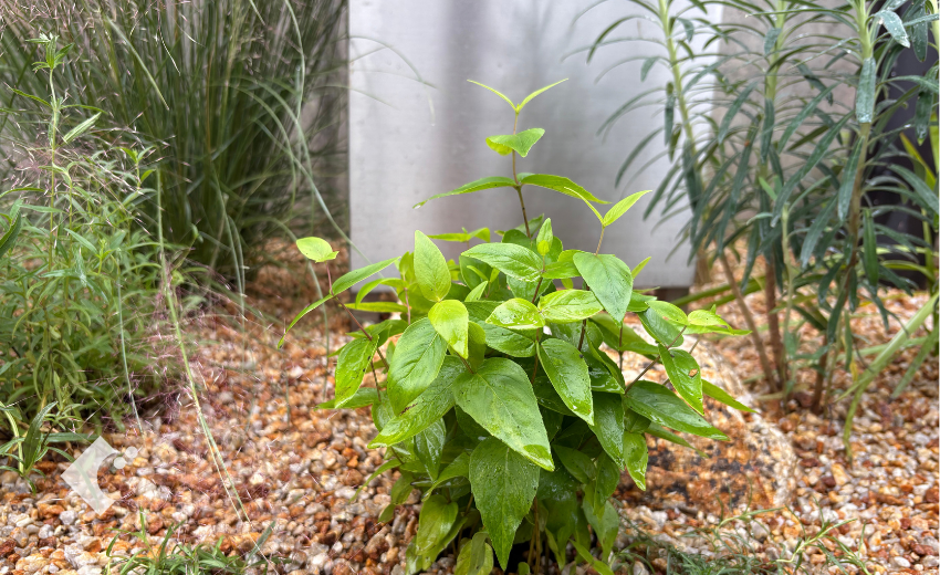 花のない時期の広葉マウンテンミント。砂利を敷いた植栽の中で、明るい緑色の幅広い葉を広げています。