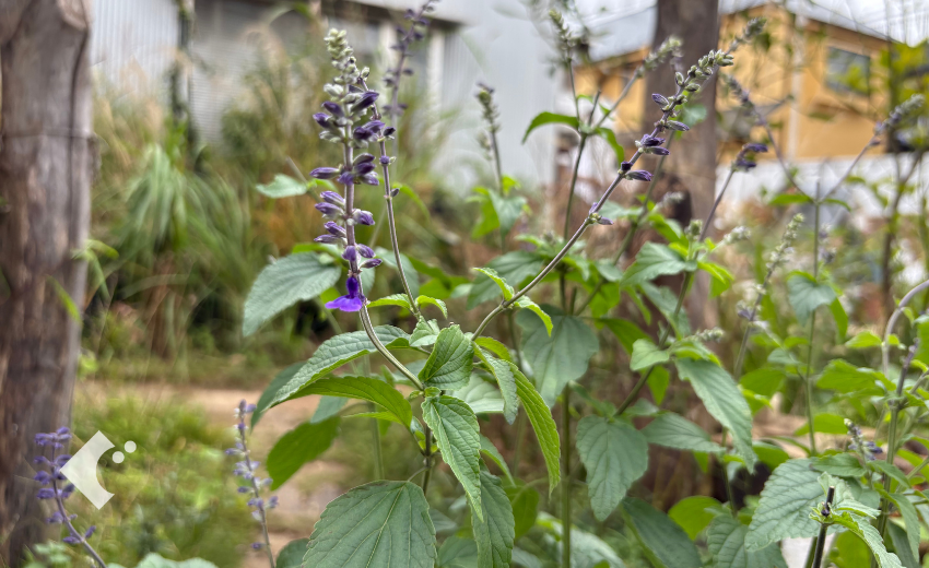 青紫の花穂を伸ばすラベンダーセージ