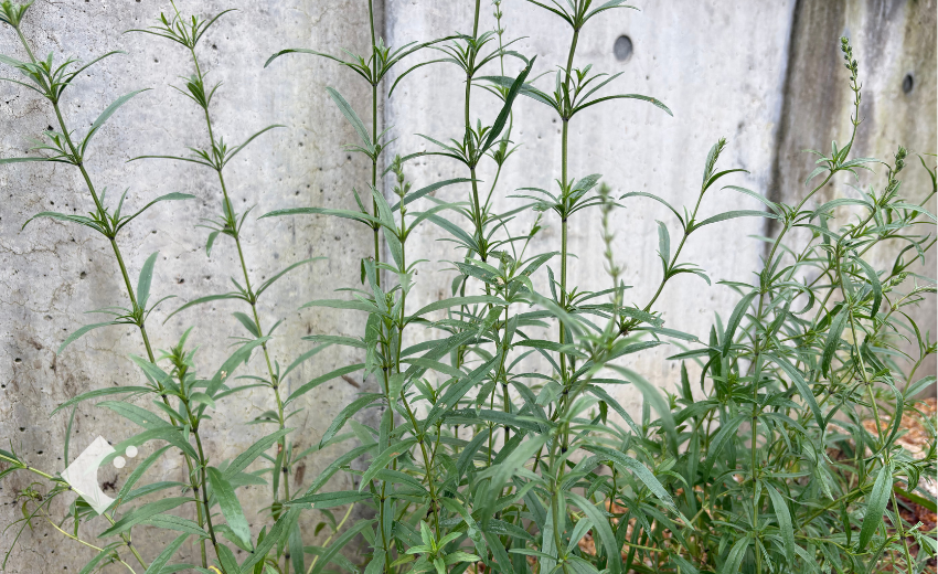 花が咲く前のサルビア アズレア。細長い葉をつけた茎が、壁を背にすらりと立ち上がっています。