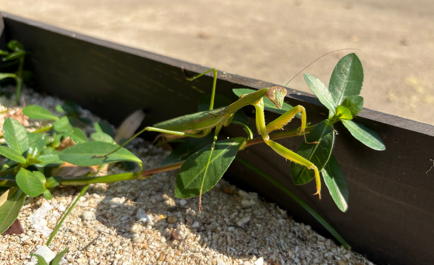 花壇の縁で植物の茎につかまるカマキリ
