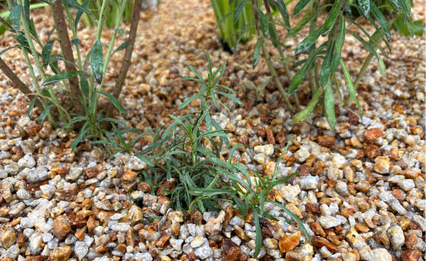 花のない時期のカリロファス＇サニーチャープ＇。砂利を敷いた植栽の中で、細い葉をつけた茎が株元から立ち上がっています。